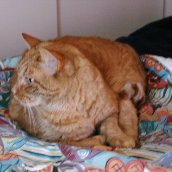 Cat-Friendly Home >^..^< A Cat Lady's Tribute To Her Past & Present Fur-Babies - Picture 2 of 7